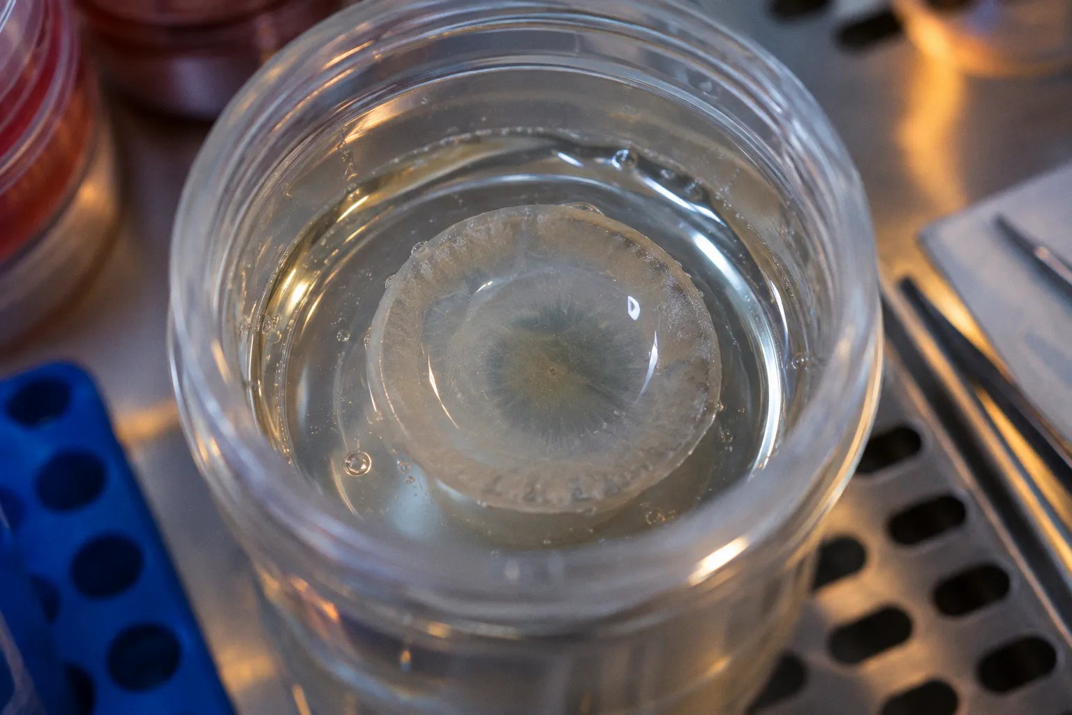 Corneal & Anterior Biology: a step-by-step walkthrough